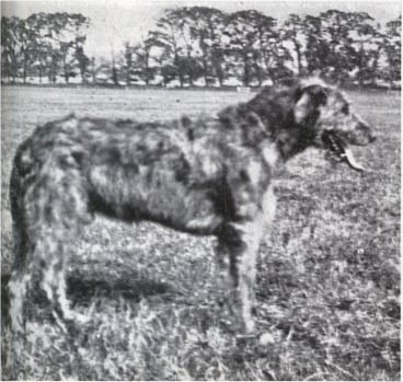 Sulhamstead Felcara