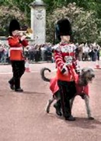 Aengus on parade