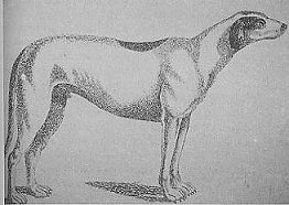 Lord Altamont's Irish wolf-dog