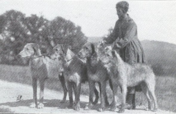 A group of five Grevel hounds