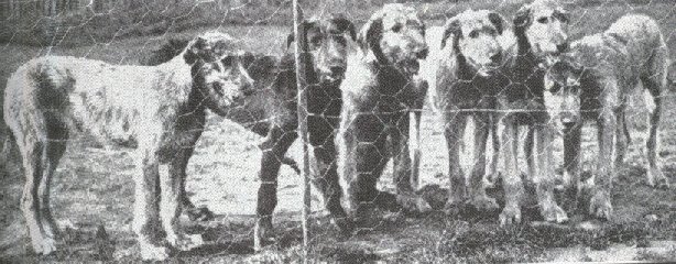 Grevel puppies