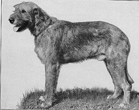 Ch. Killary of Ambleside