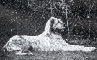 Nefertari of Grevel