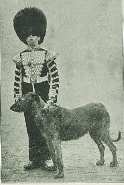 The Irish Guards' Queenie
