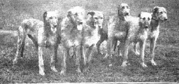 Group of hounds at Ranelagh