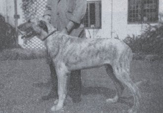 Sulhamstead Kelly of Boroughbury