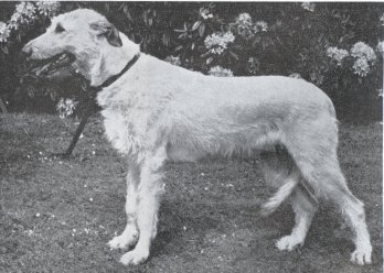Sulhamstead Rena