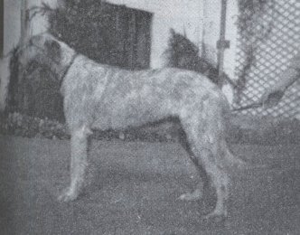 Sulhamstead Romulus