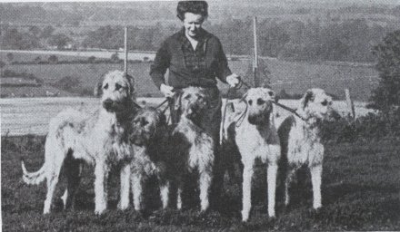 adult hounds