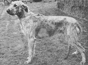 Ballykelly Brophy of Boroughbury