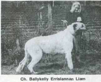Ch. Ballykelly Errislannan Liam