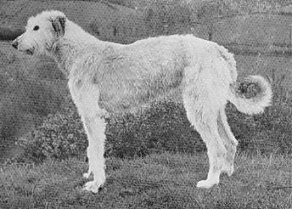 Banba of Brabyns
