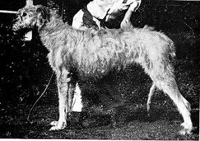 Barn Hill Gilda