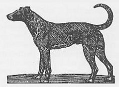 Bewick's Irish Hound
