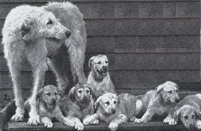Bitch with puppies