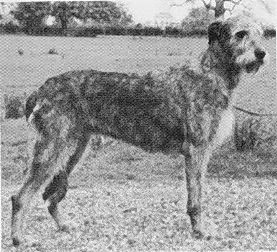 Ir. Ch. Boroughbury Jolly
