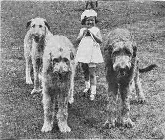 child with three hounds