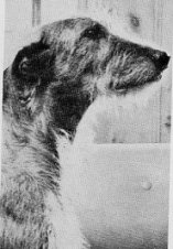 Sulhamstead Marion of Riverlawn
