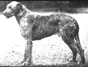 clonboy of ouborough