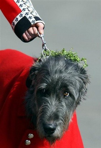 Conmael with the shamrock
