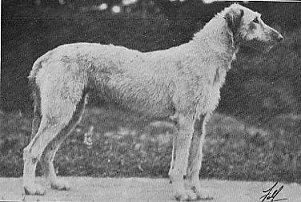 Crewkerne Marcheta