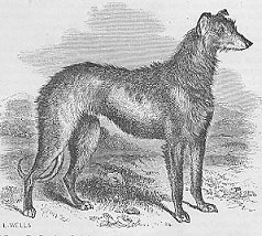 Deerhound