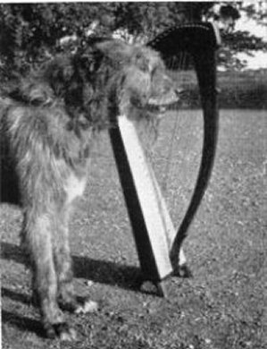 Diarmuid and Irish Harp