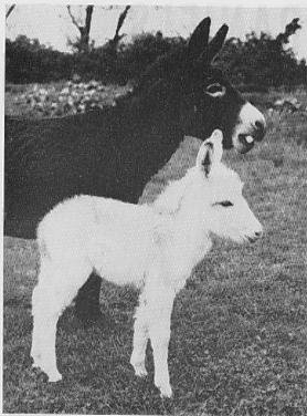 donkey and white foal