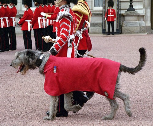 Donnchad on parade