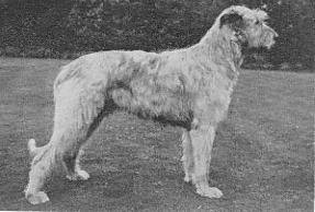 Ch. Sulhamstead Fella