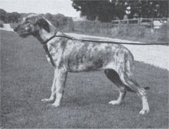 Sulhamstead Fellus