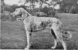 Sulhamstead Fiana in 1934