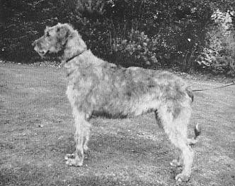 Sulhamstead Fiana