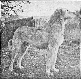 Fionn-mac-coull of Brabyns