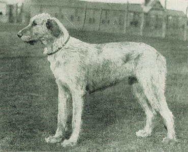 Felixstowe Killagh