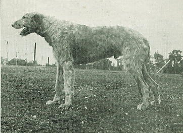 Felixstowe Muldoon