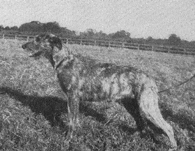Sulhamstead Freda