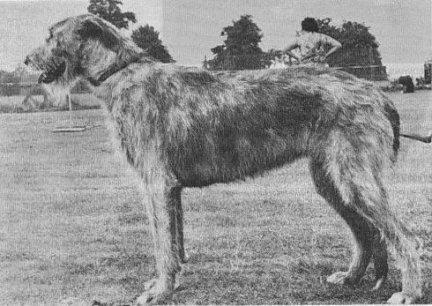 Sulhamstead Fredina