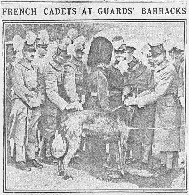 French cadets patting Irish Guards' mascot