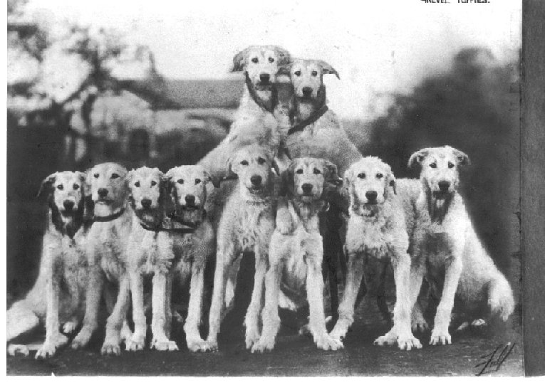 Some Grevel puppies