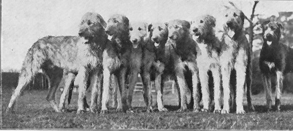 Group of wolfhounds