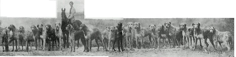 Miss Barr with a large group of hounds