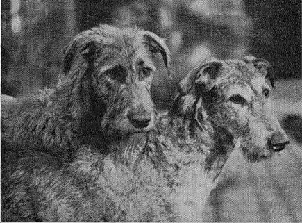 Houndsworth and Moira of Ouborough
