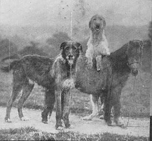 wolfhounds and pony