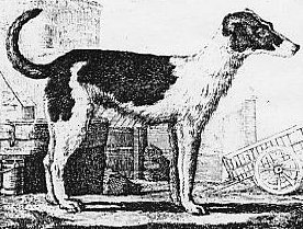 Irish gre-hound