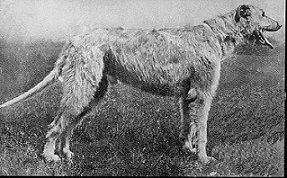 Fexlistowe Kilcullen
