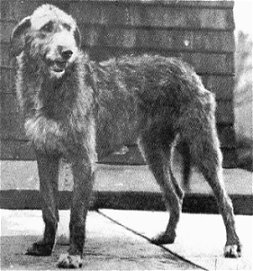 Felixstowe Kilfree Halcyon