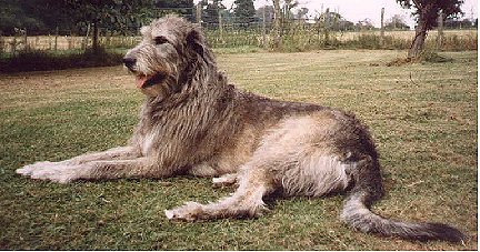 wolfhound bitch