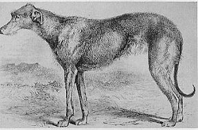 Dr. Lamon-Hemming's Linda