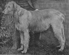 The Rev. Lindsay's Tara